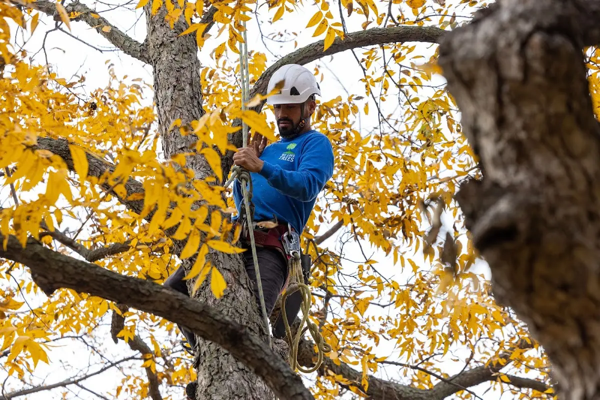 Skilled Tree Trimming crew working in Van Tassell